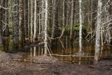 Norveç 'teki çam ağacı ormanında bahar seli