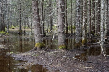 Norveç 'teki çam ağacı ormanında bahar seli