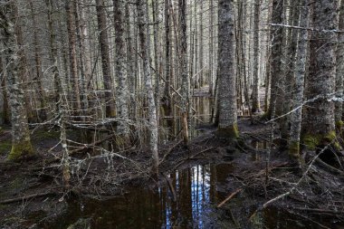 Norveç 'teki çam ağacı ormanında bahar seli