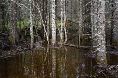 Norveç 'teki çam ağacı ormanında bahar seli