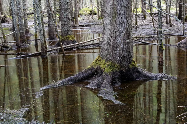 Inondation Printanière Dans Forêt Pins Norvège — Photo