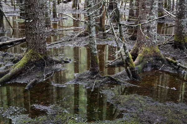 Norveç Teki Çam Ağacı Ormanında Bahar Seli — Stok fotoğraf