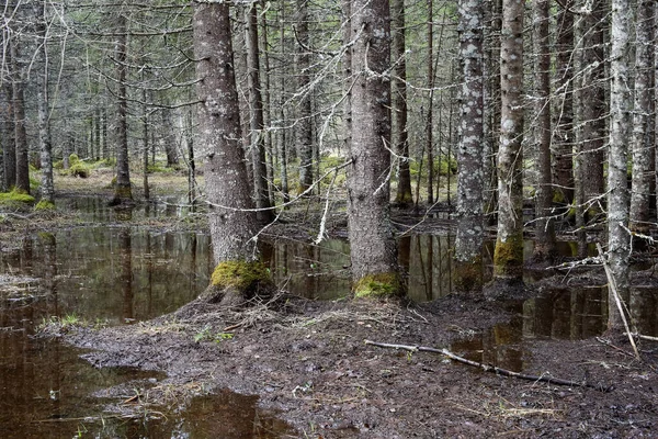 Norveç 'teki çam ağacı ormanında bahar seli