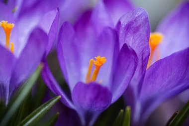 İlkbaharda açan mor Crocus bitkisi, su damlalarıyla kaplı, yakın plan, makro