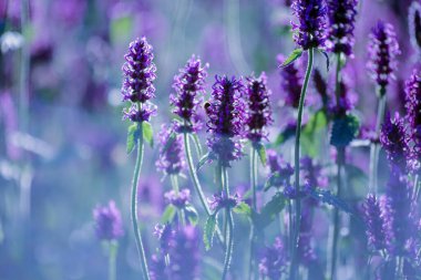 Mor tıbbi tesis Betony (Stachys Officinalis) yazın çiçek açıyor