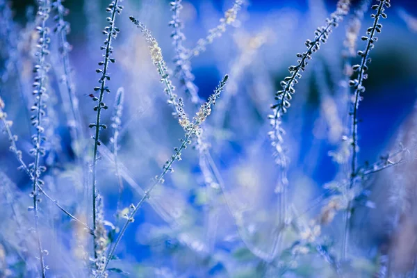 Літня Агрімонія Agrimonia Eupatoria — стокове фото