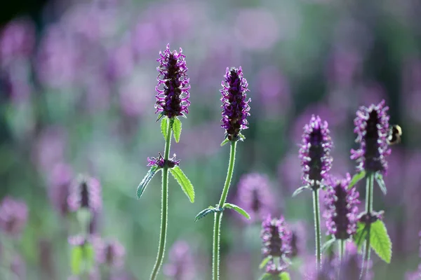 Lila Medicinalväxt Betony Stachys Officinalis Blommar Sommaren — Stockfoto