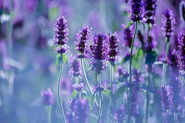 Mor tıbbi tesis Betony (Stachys Officinalis) yazın çiçek açıyor