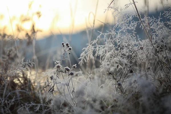 Замороженные Растения Покрытые Морозом Ветреную Погоду Осенью — стоковое фото