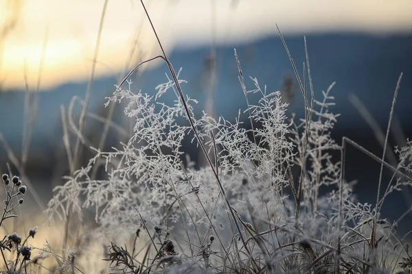 Plantes Congelées Couvertes Givre Par Temps Chaud Automne — Photo