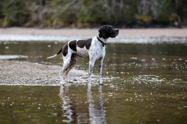 Köpek ingilizce işaretçisi suda duruyor ve avlanıyor.