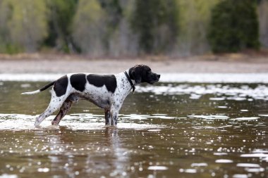 Köpek ingilizce işaretçisi suda duruyor ve avlanıyor.