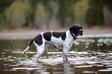Köpek ingilizce işaretçisi suda duruyor ve avlanıyor.