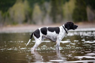 Köpek ingilizce işaretçisi suda duruyor ve avlanıyor.