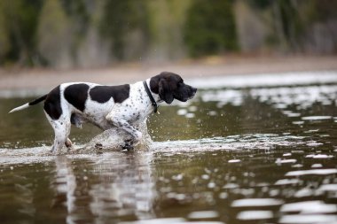 Köpek İngilizce işaretçi suda çalışan