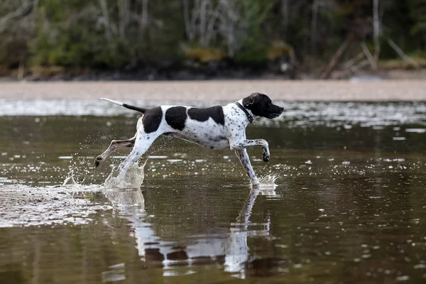 Perro Puntero Inglés Corriendo Agua —  Fotos de Stock