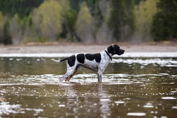Hund Engelska Pekare Stående Och Jakt Vattnet — Stockfoto