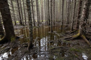 Norveç 'teki çam ağacı ormanında bahar seli