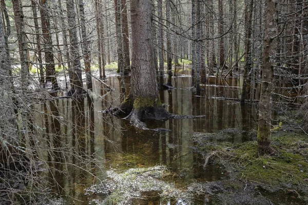 Inondazione Primaverile Nella Pineta Norvegia — Foto Stock