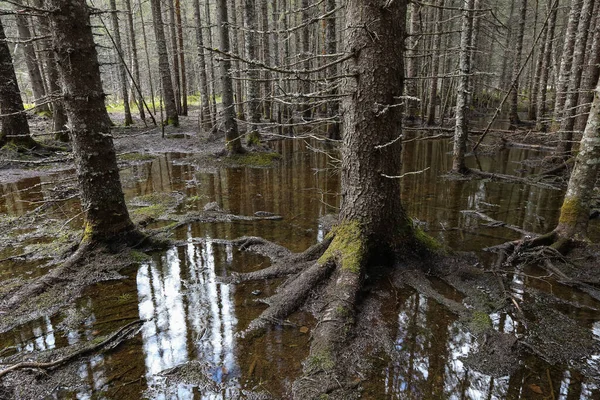 Voorjaarsvloed Het Dennenbos Noorwegen — Stockfoto