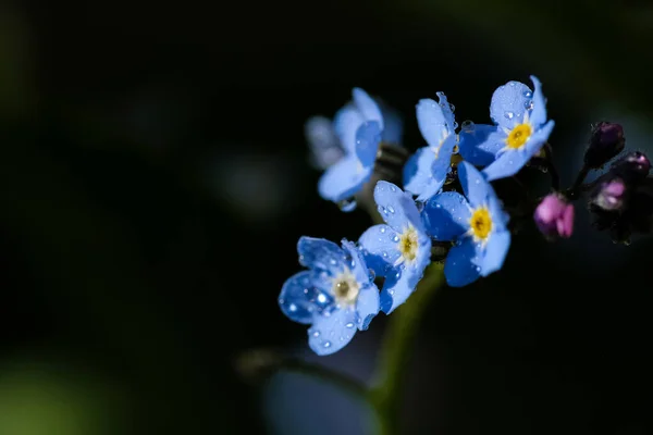 Kwitnący Niebieski Kwiat Nie Zapomnij Mnie Zbliżenie Makro Pokryte Kroplami — Zdjęcie stockowe