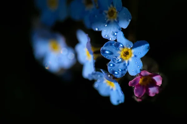 Цветущий Голубой Цветок Незабудка Крупный План Макро — стоковое фото