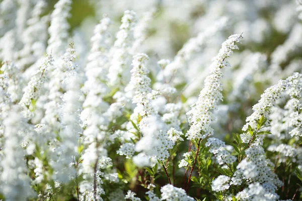 Kvetoucí Bílá Rostlina Spiraea Japonica Nebo Japonská Spirea Detailní Záběr — Stock fotografie