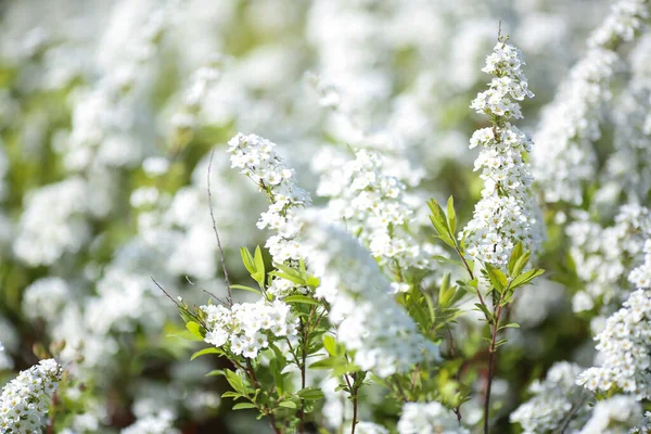 Kvetoucí Bílá Rostlina Spiraea Japonica Nebo Japonská Spirea Detailní Záběr — Stock fotografie