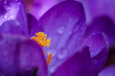 Çiçek açan Crocus bitkisi su damlaları, makro, yakın plan