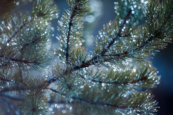 Pine Tree Branch Covered Water Drops Rain Closeup — Stock Photo, Image