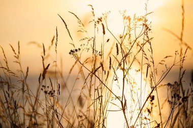 Trondheim fiyortu boyunca büyüyen çimlerle yaz günbatımı