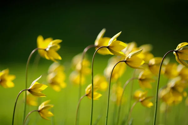 Žluté Bloming Rostlina Tulipa Sylvestris Zeleném Pozadí — Stock fotografie