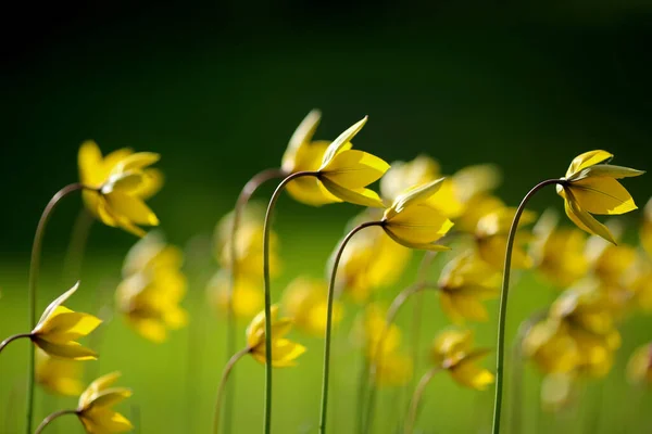 Yeşil Arka Planda Sarı Püskürtme Tesisi Tulipa Sylvestris — Stok fotoğraf