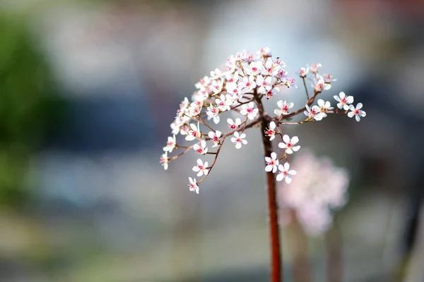 Blommande Växt Saxifraga Peltiphullum Peltatum Den Gröna Bakgrunden Närbild — Stockfoto