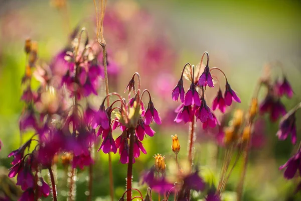 Lila Blommande Växt Primula Matthiolii Den Gröna Bakgrunden — Stockfoto