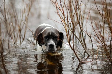 Köpek İngilizce işaretçisi bataklıkta avlanıyor, suda yüzüyor. 