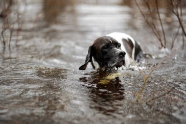 Köpek İngilizce işaretçisi bataklıkta avlanıyor.,