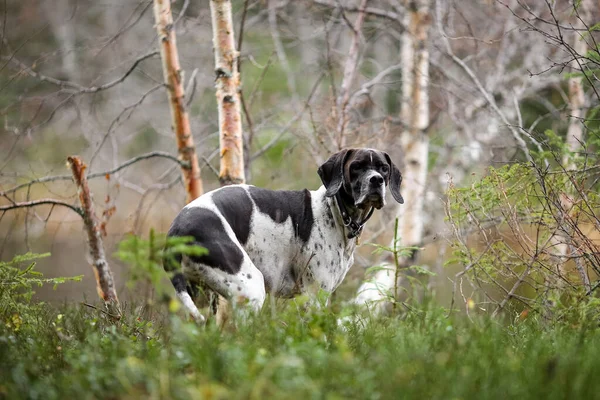 Cão Inglês Ponteiro Floresta — Fotografia de Stock