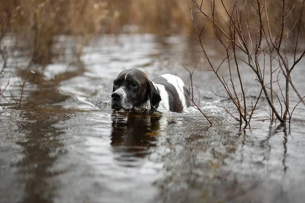 Köpek İngilizce işaretçisi bataklıkta avlanıyor, suda yüzüyor.