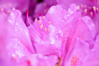 Çiçek açan mor bitki Rhododendron su damlalarıyla kaplı, makro, yakın plan