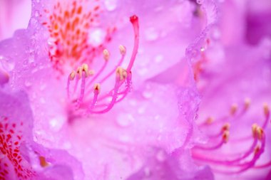Çiçek açan mor bitki Rhododendron su damlalarıyla kaplı, makro, yakın plan