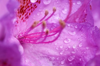 Çiçek açan mor bitki Rhododendron su damlalarıyla kaplı, makro, yakın plan