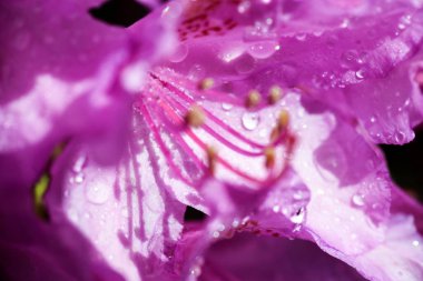 Çiçek açan mor bitki Rhododendron su damlalarıyla kaplı, makro, yakın plan