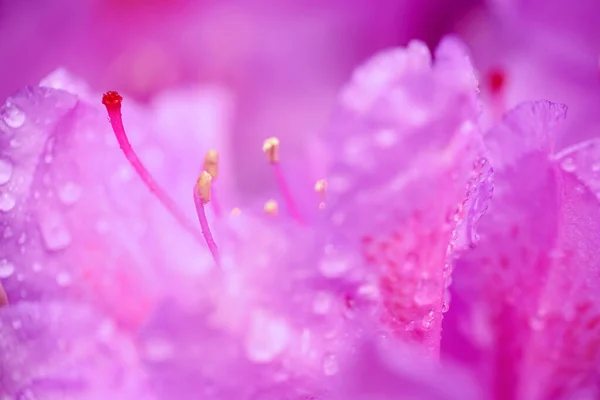 Blooming Purple Plant Rhododendron Covered Water Drops Macro Closeup — стоковое фото