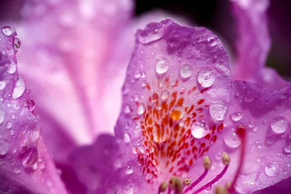 Planta Roxa Florescente Rhododendron Coberto Com Gotas Água Macro Close — Fotografia de Stock