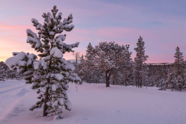 Karla kaplı ağaçlarla kaplı çam ağacı ormanı. Fotoğraf Innerdalen (Innset) Norveç 'te çekildi.