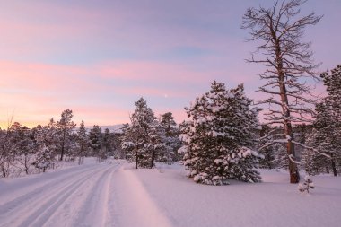 Karla kaplı ağaçlarla kaplı çam ağacı ormanı. Fotoğraf Innerdalen (Innset) Norveç 'te çekildi.
