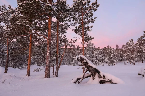 Snow Pine Tree Forest Trees Covered Snow Picture Taken Innerdalen — Fotografia de Stock