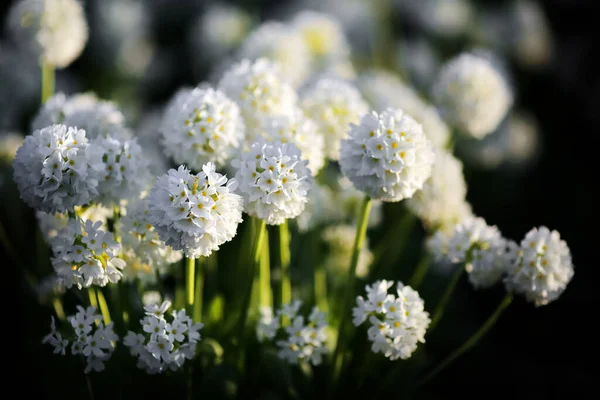春光背景 开花结果的白色草本植物 — 图库照片