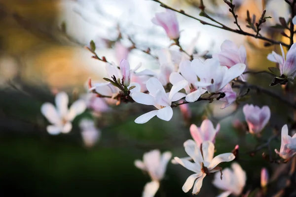 Spring Background White Blooming Plant Magnolia Stellata Branch — Fotografia de Stock